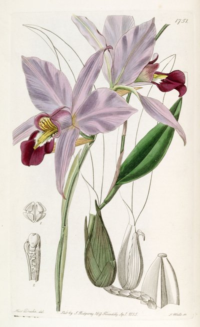 Laelia anceps von Miss Drake